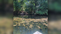 Possible toxic blue-green algae found on Lady Bird Lake & Lake Austin