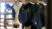 Highly pathogenic virus found in herd of Texas dairy cows