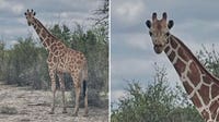 Giraffe on the loose in Texas after escaping ranch
