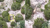 Giraffe that escaped Texas ranch spotted by helicopter, manager says
