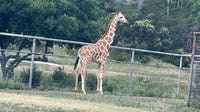 Gracie the giraffe is back home at her Texas ranch