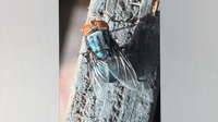 Texas horse tests positive for New World screwworm