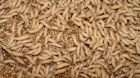 Dog among 2 new Texas screwworm cases; Canada blocks Texas livestock imports