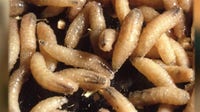 New World Screwworm in Texas: Austin Wildlife Rescue issues new intake guidelines