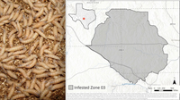Screwworm in Texas: Infested Zone established after confirmed case in Gillespie County