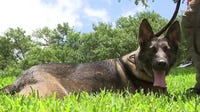FIFA World Cup: Texas DPS sends explosive detection K-9 teams to Houston