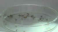Texas weather: Rainy, wet June creates ideal conditions for pests