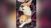 Dog seriously injured after found in trash compactor in Austin, owner claims