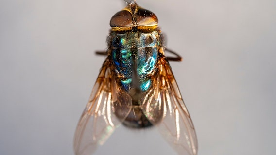 Flesh-eating screwworm in Texas: Gov. Abbott signs statewide disaster declaration