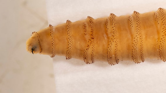 New World screwworm in Texas: New cases detected