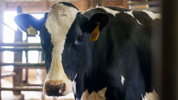 Highly pathogenic virus found in herd of Texas dairy cows