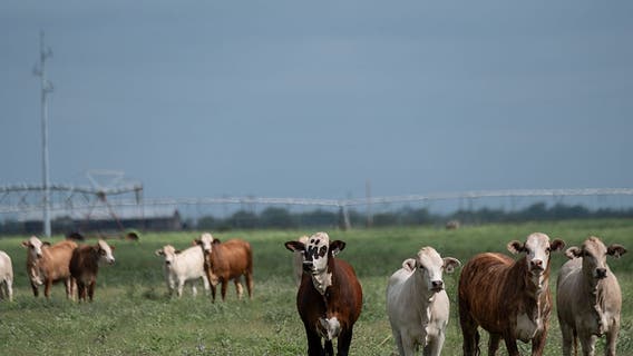 Officials confirm 6 cases of New World screwworm in Texas