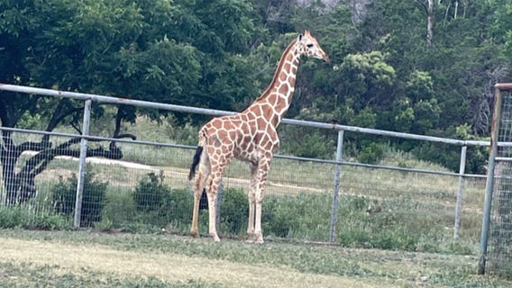 Gracie the giraffe is back home at her Texas ranch