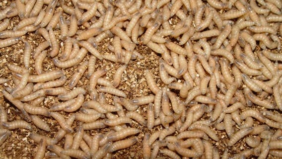 New World screwworm in Texas: Austin vet offers advice on keeping pets safe