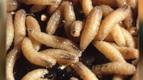 New World screwworm cases in Texas rise to 10, new quarantine zones established