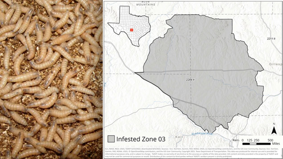 Screwworm in Texas: Infested Zone established after confirmed case in Gillespie County
