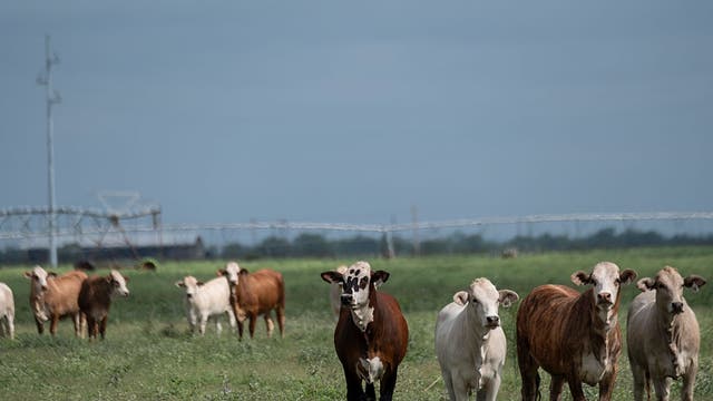 Officials confirm 6 cases of New World screwworm in Texas