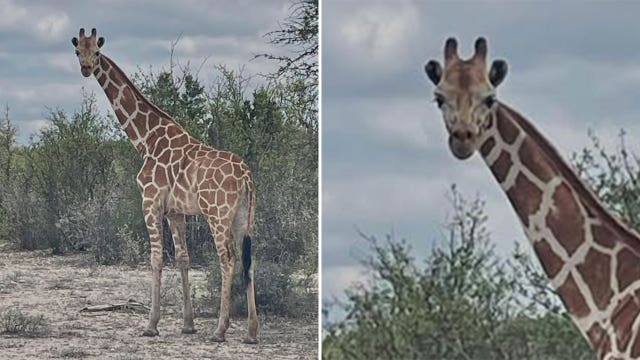 Giraffe on the loose in Texas after escaping ranch