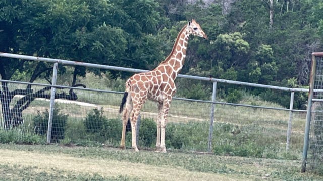 Gracie the giraffe is back home at her Texas ranch