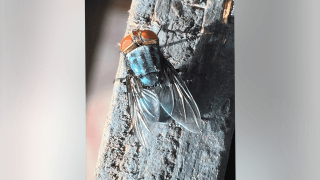 Texas horse tests positive for New World screwworm