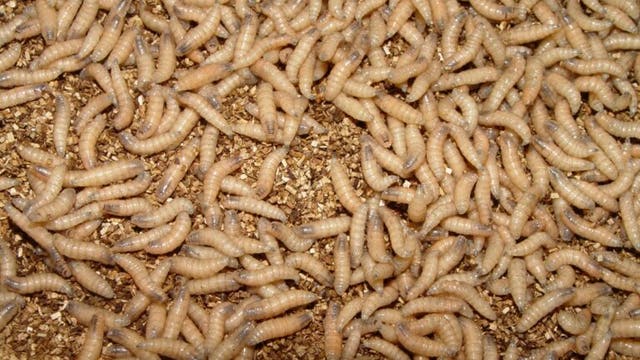 New World screwworm in Texas: Austin vet offers advice on keeping pets safe