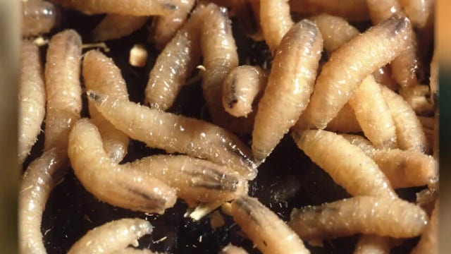 New World Screwworm in Texas: Austin Wildlife Rescue issues new intake guidelines
