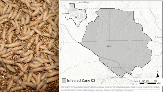 Screwworm in Texas: Infested Zone established after confirmed case in Gillespie County