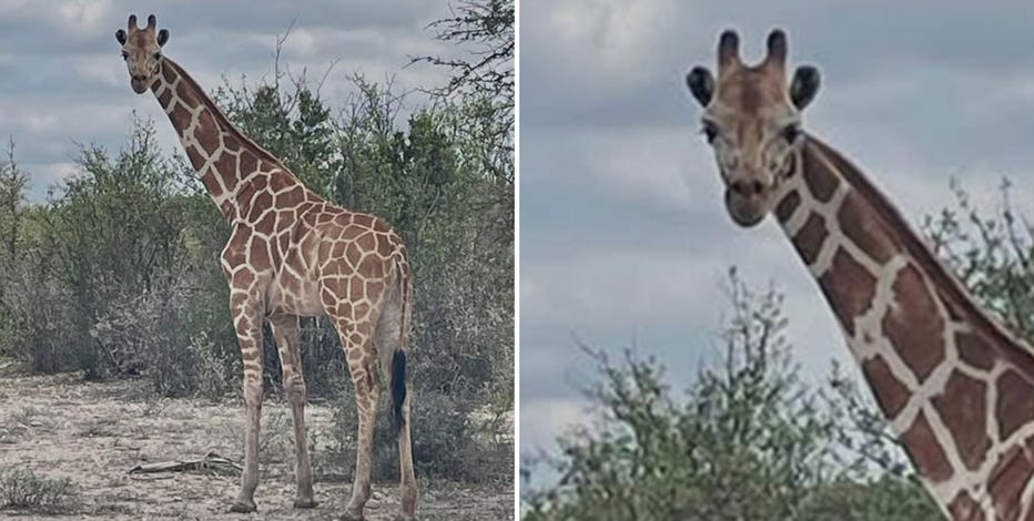 Giraffe still on the loose in Texas after escaping ranch
