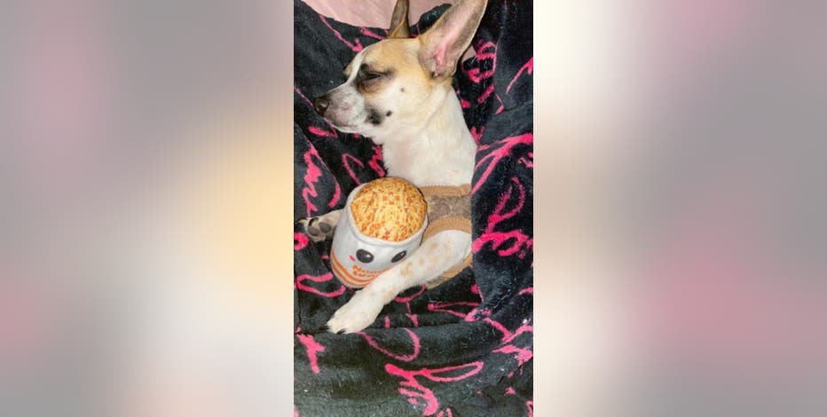 Dog seriously injured after found in trash compactor in Austin