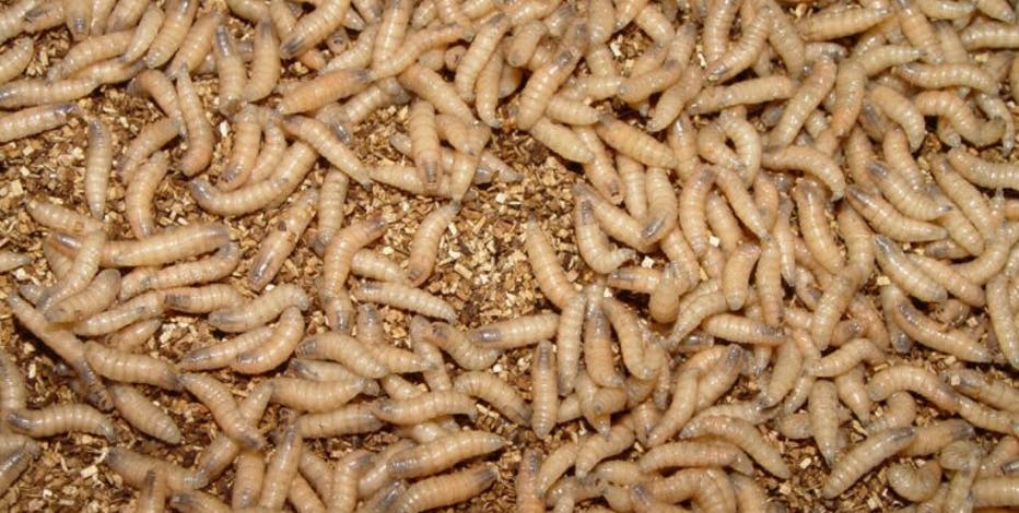New World screwworm in Texas: Austin vet offers advice on keeping pets safe
