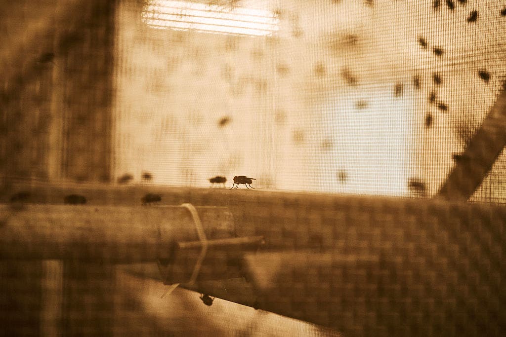 Flesh-eating screwworm outbreak escalates in West Texas as confirmed cases reach 31