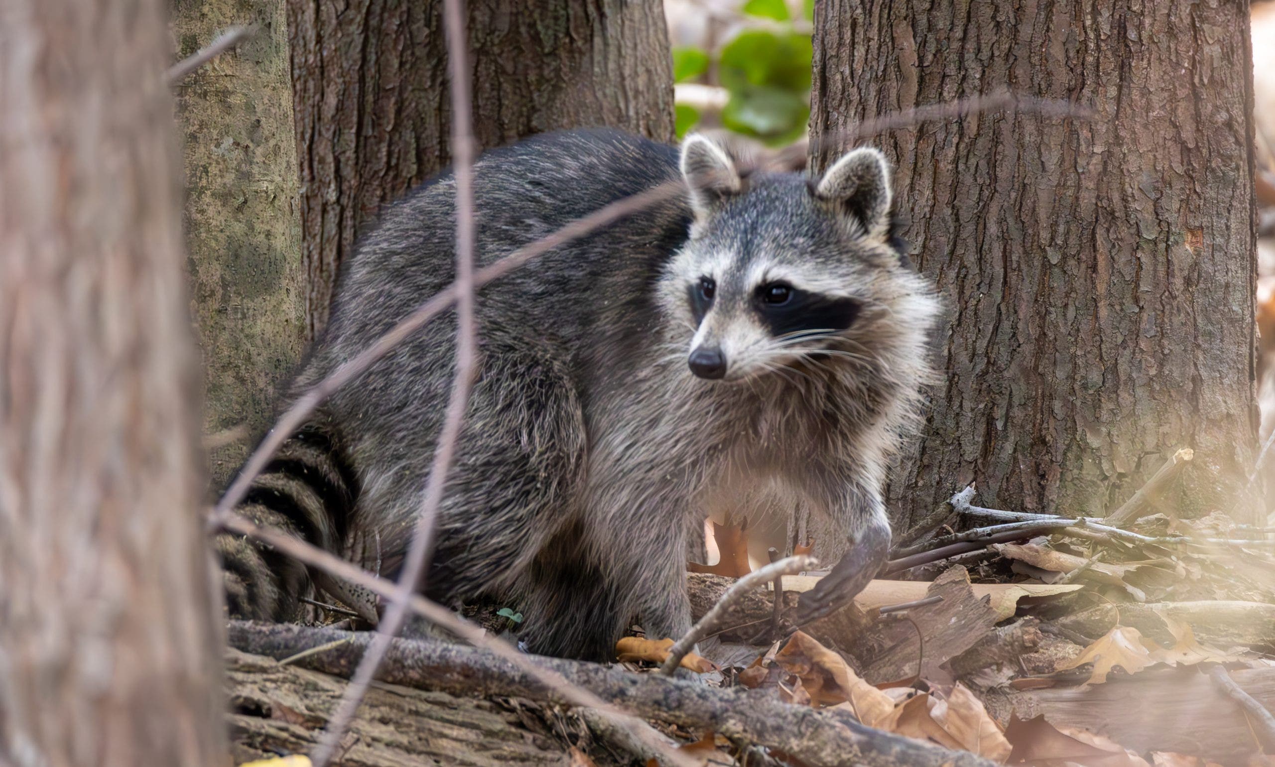 Rabid raccoon found in Bell County