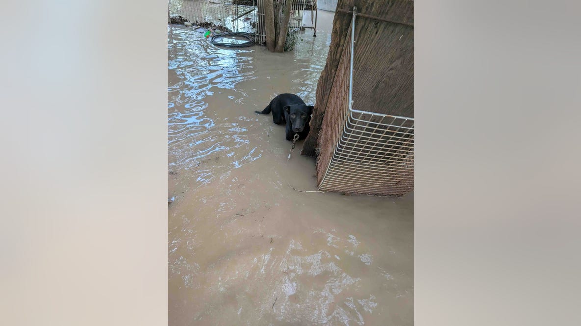 Central Texas floods leave hundreds of wild animals and pets displaced