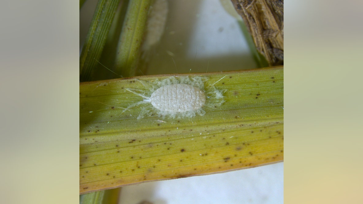 Invasive pasture mealybug spreads to 70 Texas counties, threatening hayfields and pastures, report says