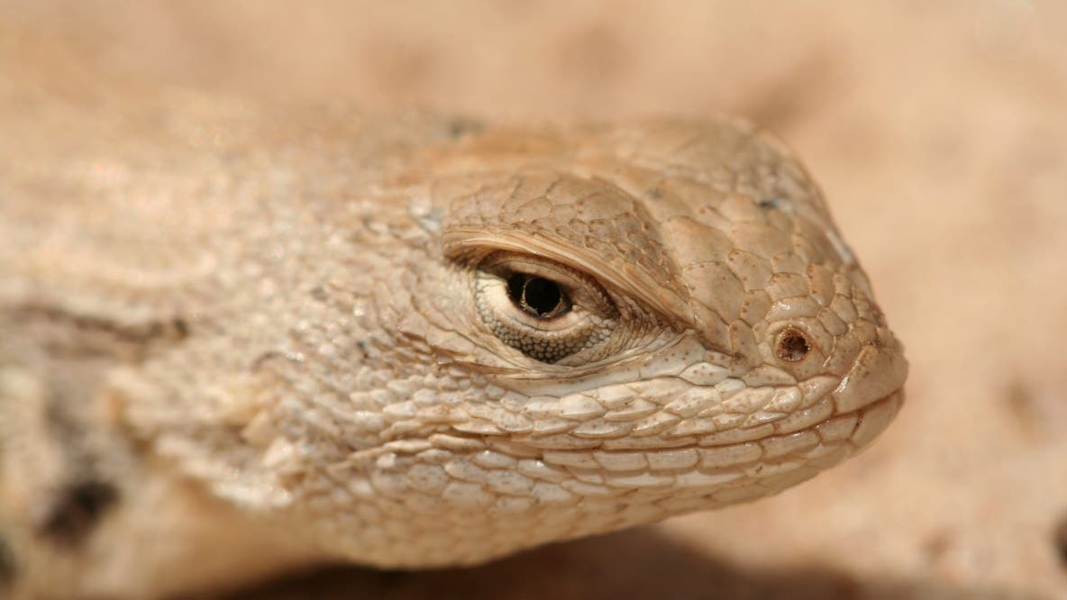 West Texas lizard loses endangered-species protections after court ruling