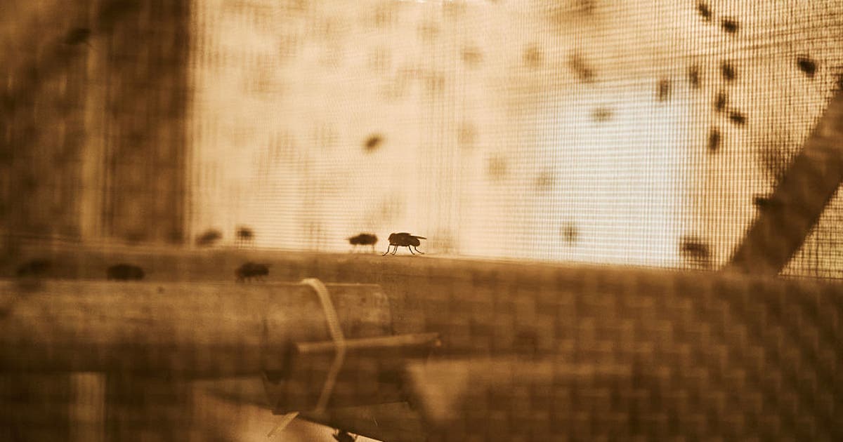 Flesh-eating screwworm outbreak escalates in West Texas as confirmed cases reach 31