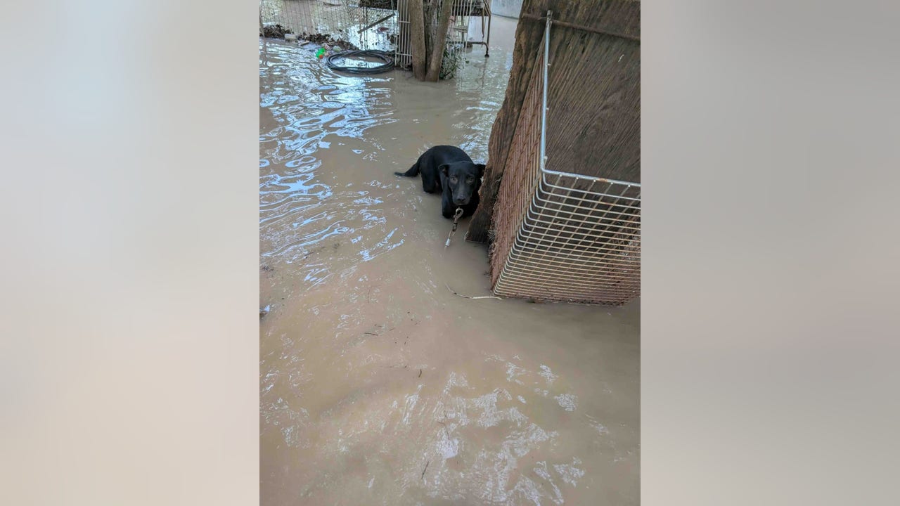 Central Texas floods leave hundreds of wild animals and pets displaced