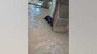 Central Texas floods leave hundreds of wild animals and pets displaced