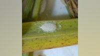 Invasive pasture mealybug spreads to 70 Texas counties, threatening hayfields and pastures, report says