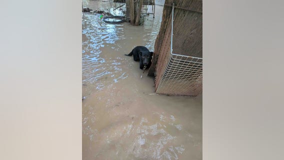 Central Texas floods leave hundreds of wild animals and pets displaced