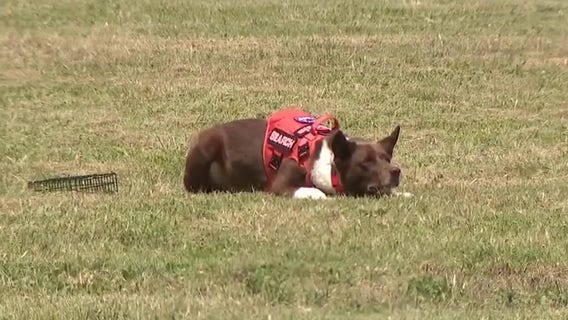 TEXSAR K9s helped search after July 4th deadly Texas floods