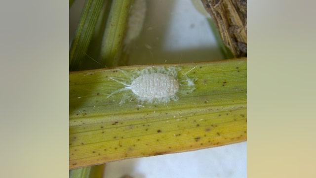 Invasive pasture mealybug spreads to 70 Texas counties, threatening hayfields and pastures, report says