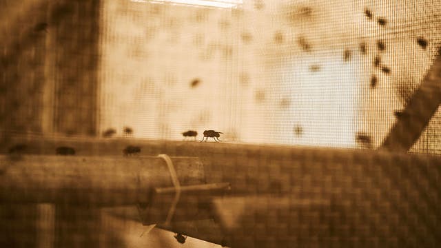 Flesh-eating screwworm outbreak escalates in West Texas as confirmed cases reach 31