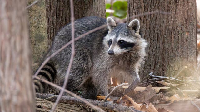 Rabid raccoon found in Bell County