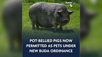 Pot bellied pigs allowed in Buda residential neighborhoods