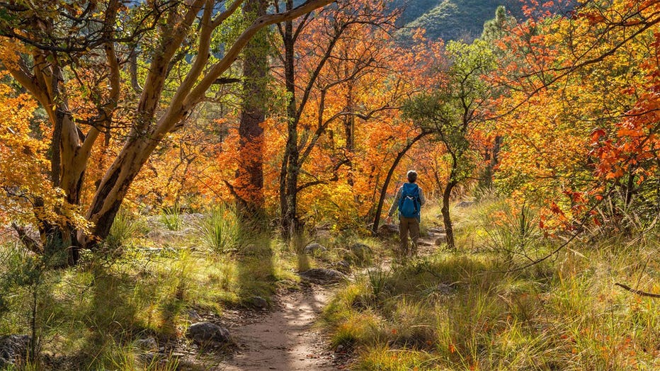 Hiking through fall colors in McKittrick Canyon in Guadalupe Mountains National Park, Texas.