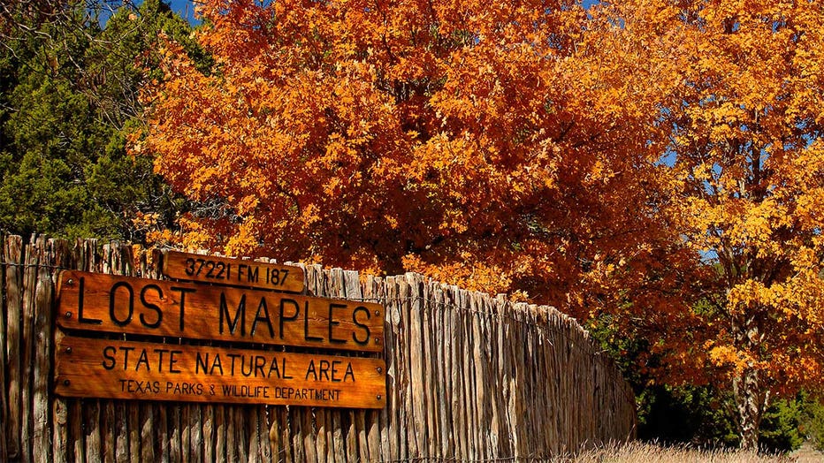 Fall foliage at Lost Maples State Natural Area in Vanderpool, Texas.