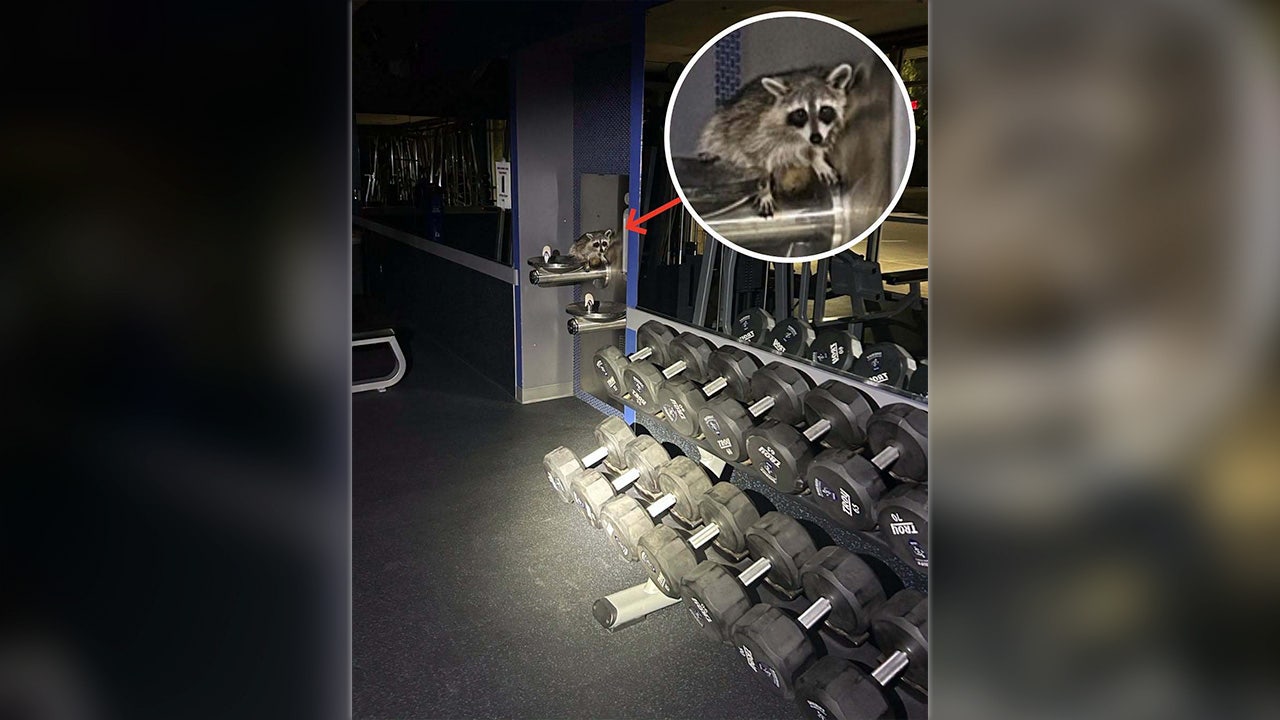 Raccoon breaks into Williamson County Sheriff's Office training center