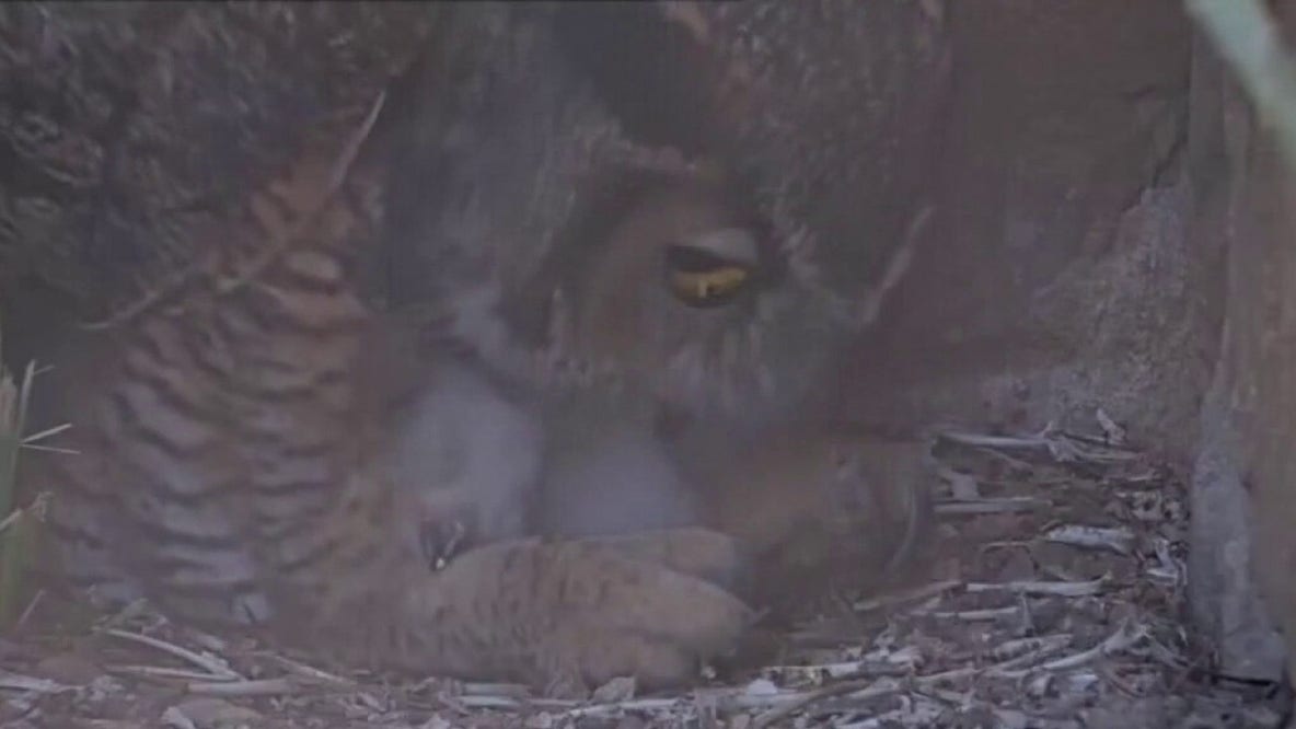 Athena the owl's offspring released into the wild
