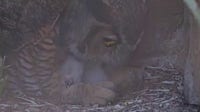 Athena the owl's offspring released into the wild